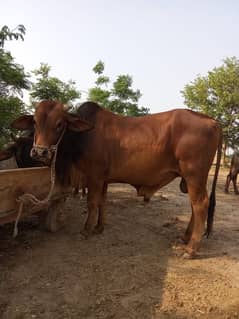 Qurbani
