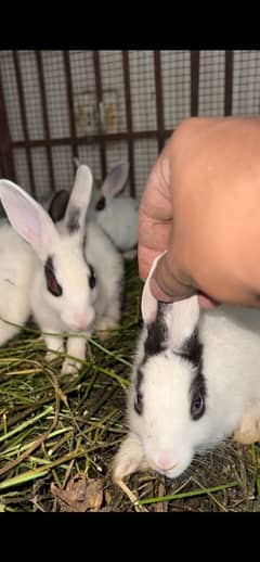 rabbit babies tame