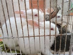 Rabbits Breeds Available 03120742563 What's app