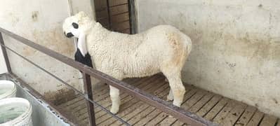 2 Male Kajla Chattra And 1 Female Kajli Chatri for Qurbani 2025