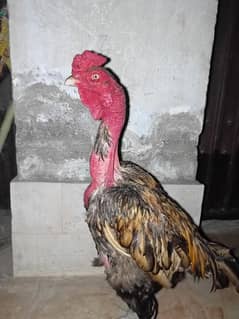 Aseel/ Madagascar Ganoi Male