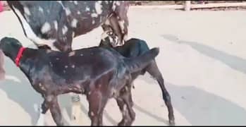 do bacchon wale desi bakri for sale call 03313380953