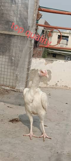 heera cross chicks for sale | muskha heera chicks for sale