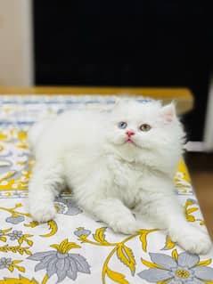 Persian cat My WhatsApp 03015880301
