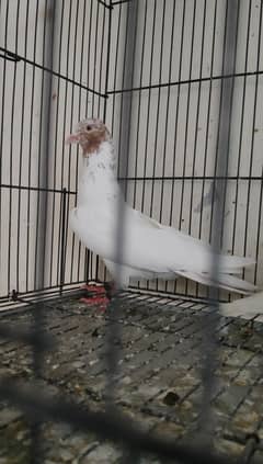 Galwa Breeder Pair With Eggs || Female 2 Stamps