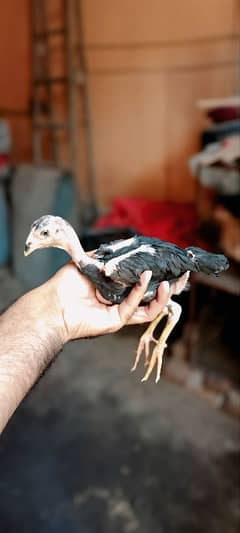 Premium quality thai aseel chick imported breed from dubai