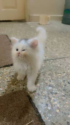 Persian kittens and cats available