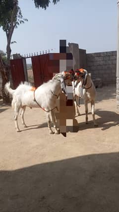 Qurbani k khubsurat bukrey  han