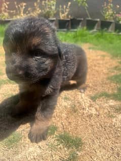 German Shepherd Pair and Puppies for Sale