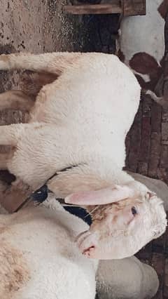 4 dumby for sale Ghar ke paly huwy Multan main