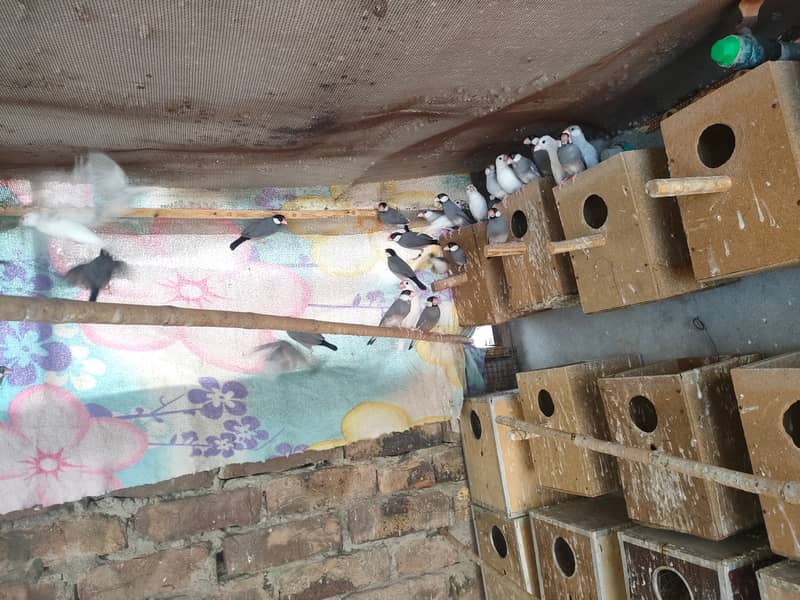 Java / java / Finches / java Finches breeder pair 0