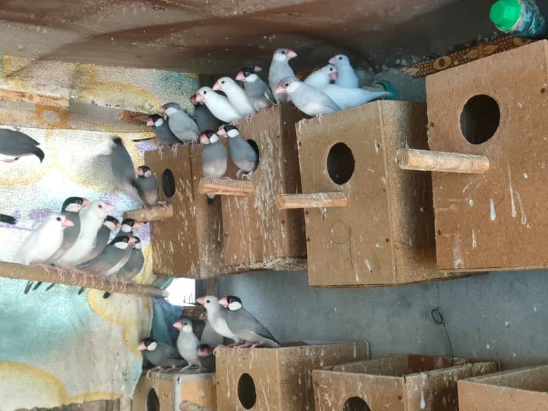 Java / java / Finches / java Finches breeder pair 5