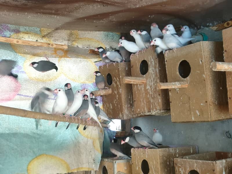 Java / java / Finches / java Finches breeder pair 6