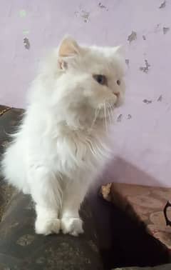 Belu Eyse Availbale For Sale