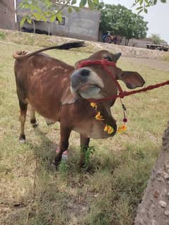 Cow