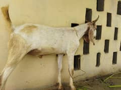 Khassi Bkra / Goat for Qurbani
