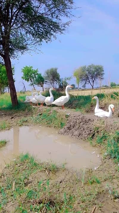 بہت ہی خوبصورت بد کے ہم سے حاصل کریں ہمارے پاس 10 بکے ہیں