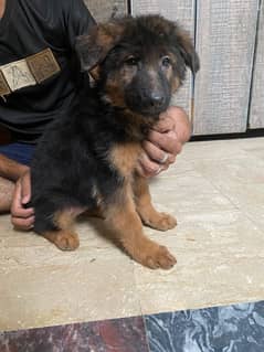 GERMAN