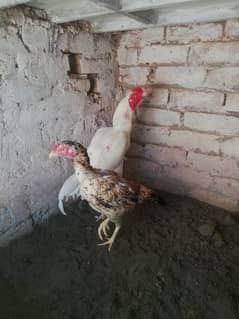 Heera Aseel Egg