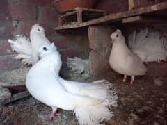 Pigeons,
