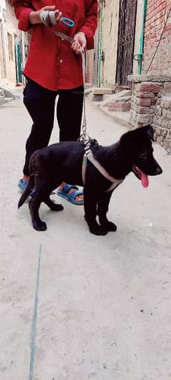 black German shepherd female