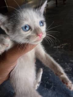 Blue eyes cate is very beautiful