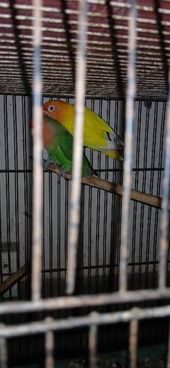 1 year old,healthy adult pair