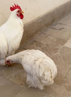 Paper white Bantam Pair