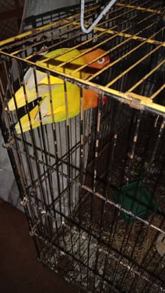 LOVEBIRDS