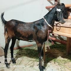 bakra