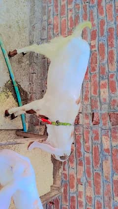Bakra
