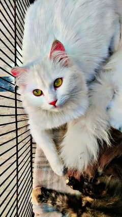 Persian kittens |  double coated kittens | double eye's | doll face