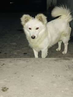 Russian male dog