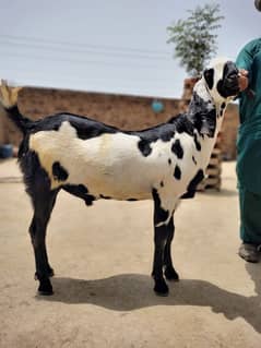 1 adad Bakra & 1 adad Bakre for sale 03029236312