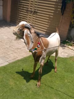 Quebani Bakra for sale.