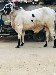 cholistani
