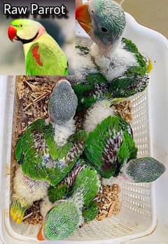 Raw Parrot chicks Talking parrot chicks Kashmiri pahari tota Multan