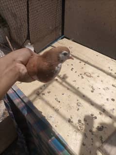 breeder female 1500