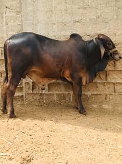 cholistani bachra 03333005421