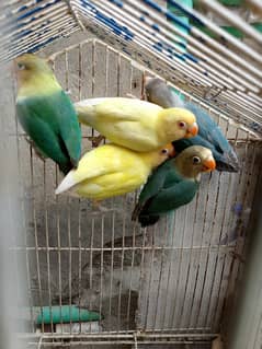 5 Love Bird For Sale 1 Breeder pair + 3 Patha
