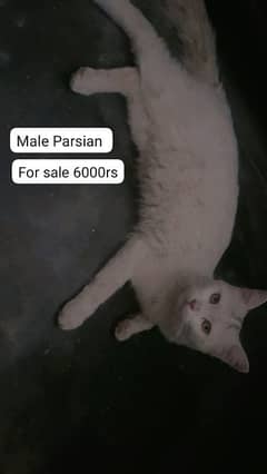 catss