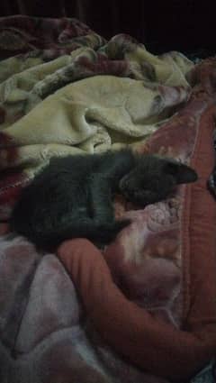Perisan Double coat Kitten