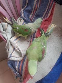 kashmiri Pahari raw parrot chicks