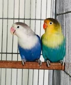 opline\lovebirds