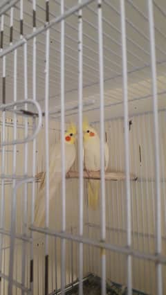 1 pair cocktail or 1 phir love bird with cage