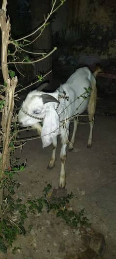 Bakra