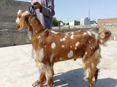 qurbani Bakry