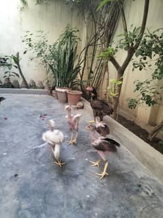 Sindhi Aseel hens and chicks murgha