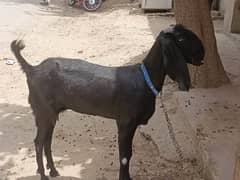 Healthy Bakri for Sale – Ready for Qurbani