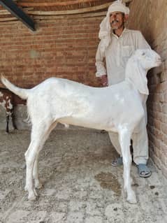 Rajanpuri